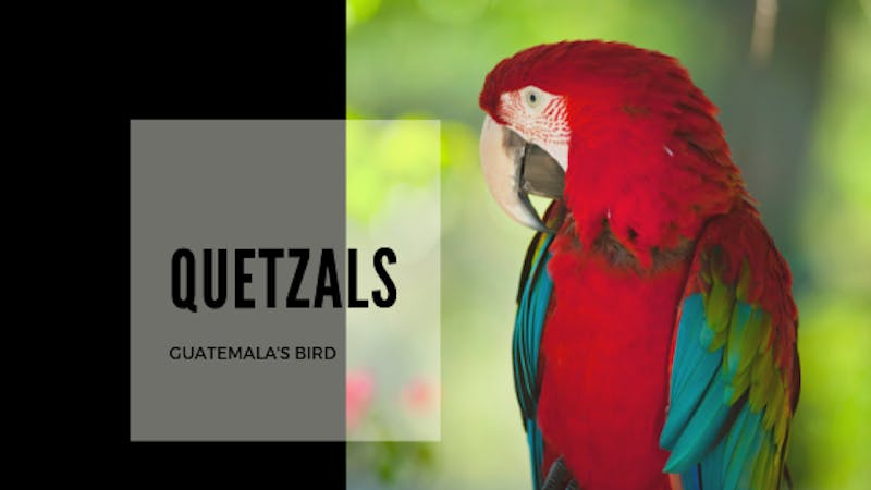 Signification of the word quetzals